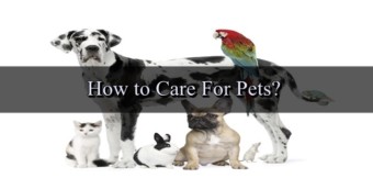 Pet Care - Care For Pets