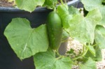 grow cucumber in containers