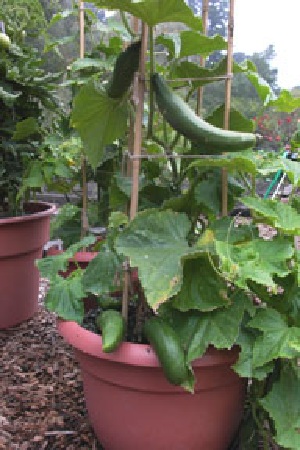grow cucumber in containers –