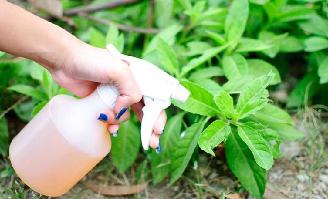 How to Get Rid of Weeds