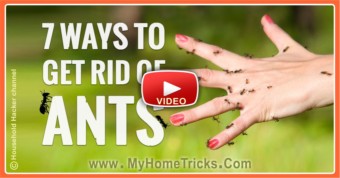 7 Genius Ways to Get Rid of ANTS (Video) - featured