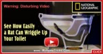 A Rat In Toilet - See How Easily It Can Wriggle Up - video