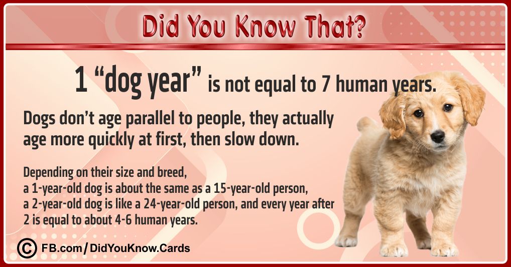 Interesting Facts Cards 10