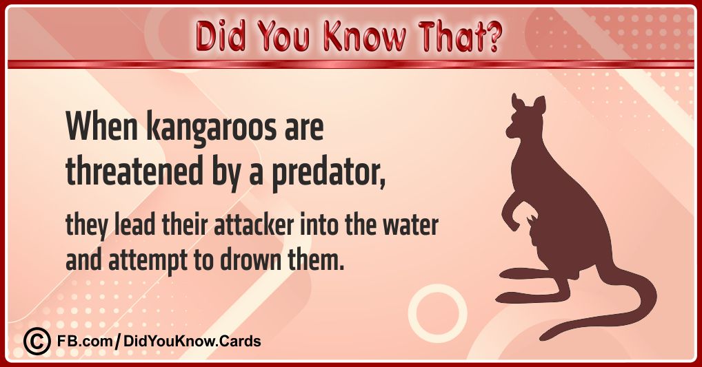 Interesting Facts Cards 16