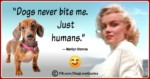 Funny Dog Lover Quotes 01