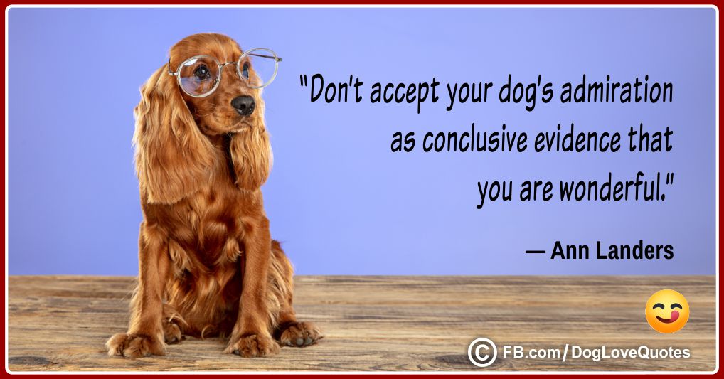 Funny Dog Lover Quotes 03