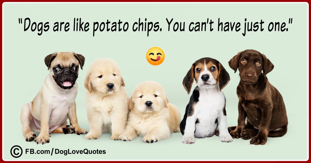 Funny Dog Lover Quotes 07