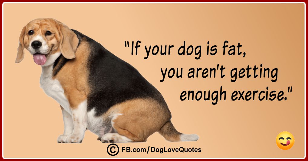 Funny Dog Lover Quotes 19