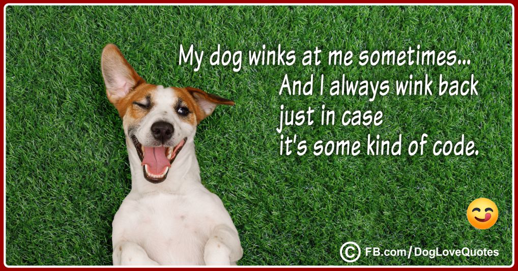 Dog Wink Quote