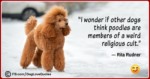 Funny Dog Owner Quotes 35