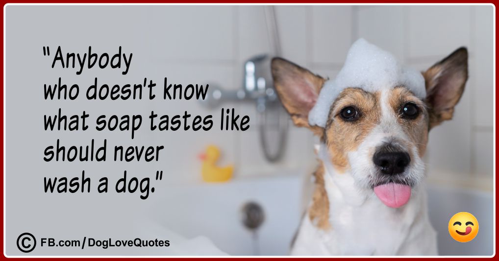 Dog Bathe Quotes