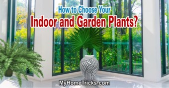 How to Choose Your Indoor and Garden Plants?