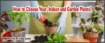 How to Choose Your Home Plants?