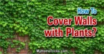 green walls - how to cover walls with plants