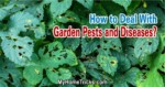 Deal With Garden Pests