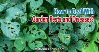 Deal With Garden Pests
