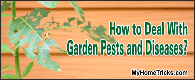 Deal With Garden Pests 2