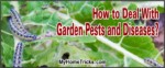 Deal With Garden Pests 3