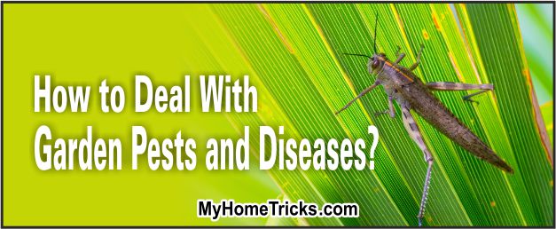 Deal With Garden Pests 4