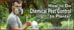 how to do chemical pest control to plants