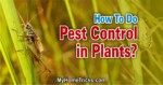 Pest Control in Plants