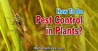 Pest Control in Plants