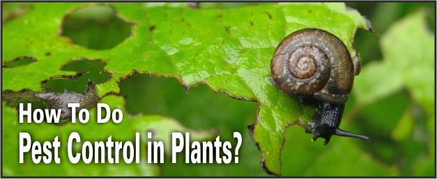 pest control in plants