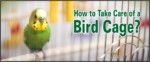 taking care of bird cage
