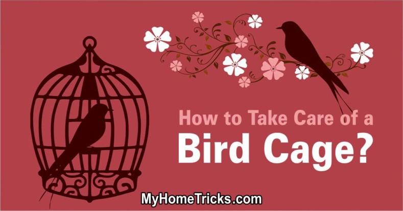 How to Take Care of a Bird Cage