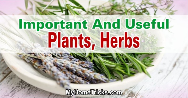 Useful Plants, Herbs