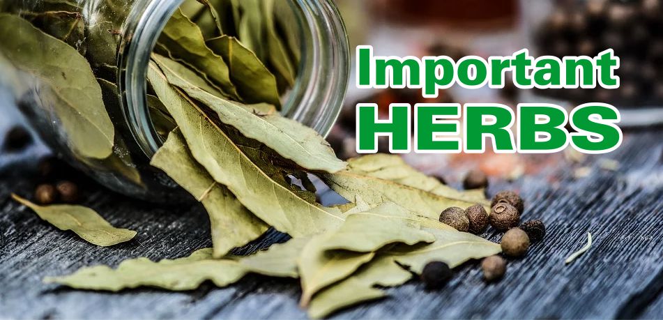 important useful-plants herbs – 2